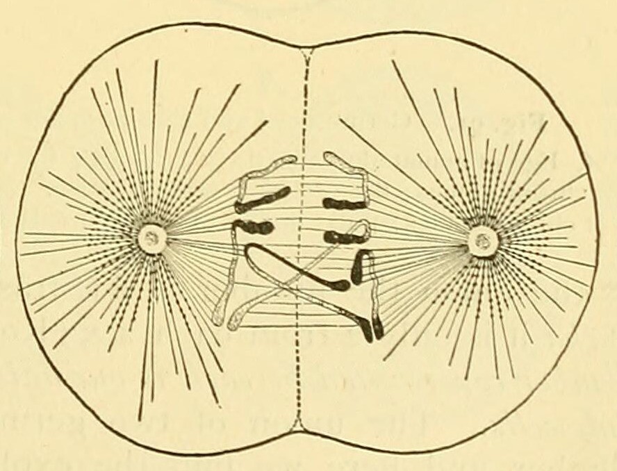 drawing of a cell in the process of division