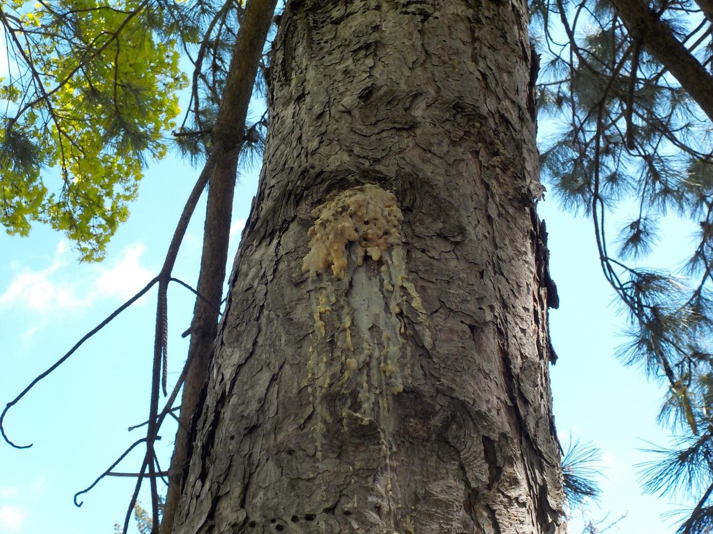 sap oozing from a pine tree