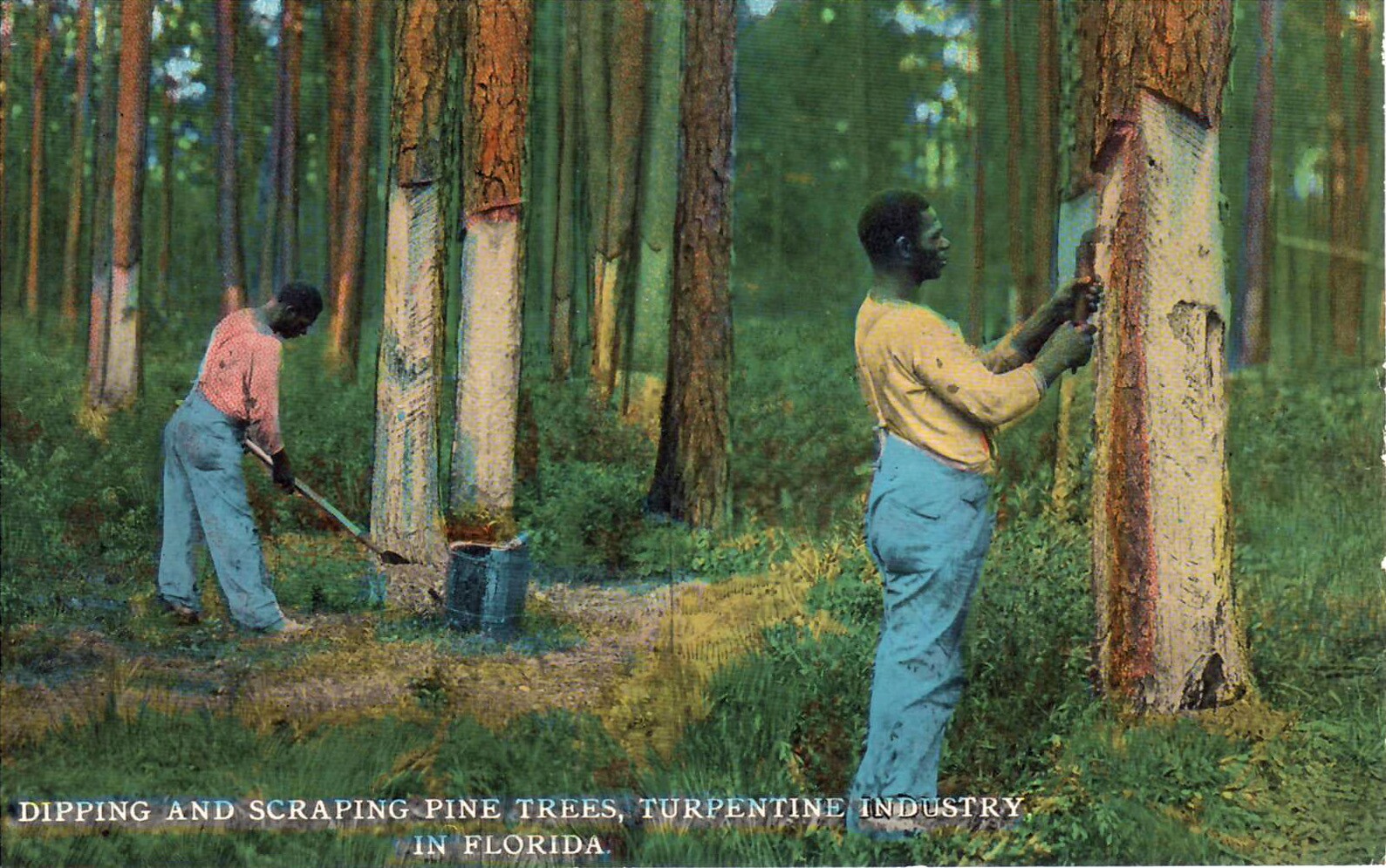 1912 postcard of turpentine workers
