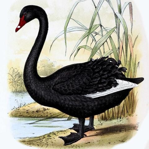 black-swan.jpg